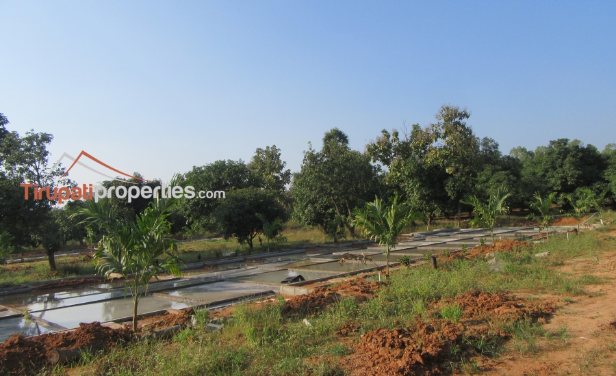 East and West Facing Plots for Sale Before Vidyanikethan College, Tirupati